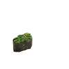 21. Gunkan Wakame